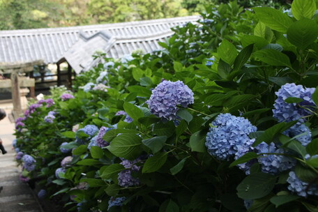 あなぶきトラベル