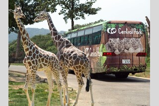 連休限定!らくらくバスに乗ったままサファリパークを満喫!姫路セントラルパーク