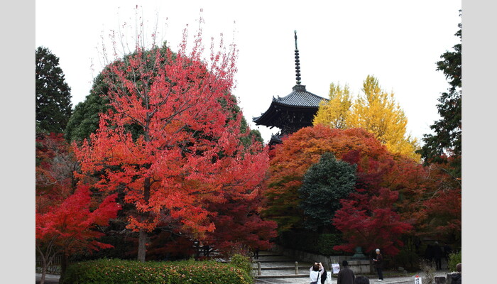 【新幹線&タクシーのんびり少人数プラン】贅なる京の紅葉3景特別公開