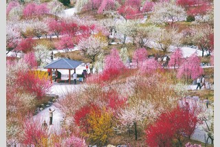 霧生温泉メナード青山リゾートシャンベールに泊まる! 優美な4つの梅巡り