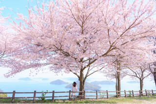 \瀬戸内随一の桜美景/中型バスで行く!紫雲出山の桜紀行