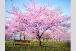 名湯黒川温泉に泊まる! 西日本随一しだれ桜の里と桜彩る熊本城