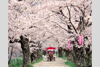 \東北桜前線ゴールデンルート/みちのく三大桜と小岩井農場特別公開!