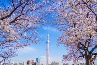 \都心を代表する桜名所&建築専門家による特別ガイドツアー/東京桜八景&名建築美術館巡り