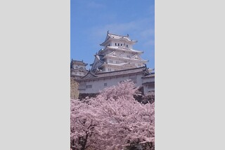 姫路城の桜
