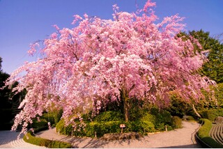 桜が彩る春の3大特別拝観 妙心寺退蔵院・妙顕寺・本法寺