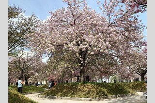 広島造幣局花のまわりみち