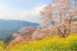 春を呼ぶ!桑田山雪割桜&隈研吾名建築を巡る!梼原まち歩き