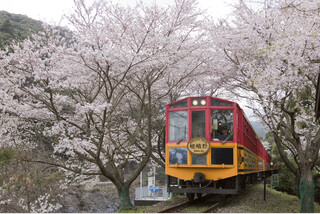桜彩る嵯峨野トロッコ列車