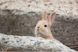 大久野島さんぽと竹原ひなめぐり