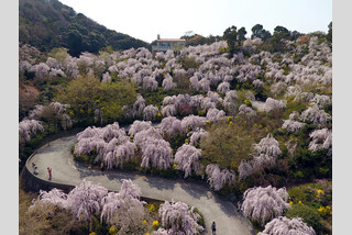 春あふれる阿波旅♪3大桜名所めぐり
