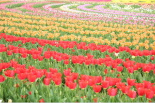 世羅高原5大花ものがたり