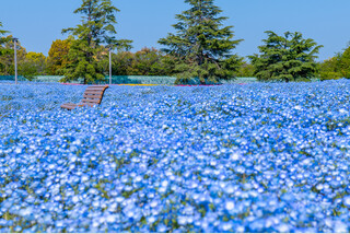 水色の絨毯ネモフィラまつりと鳥羽水族館