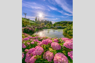伊勢湾フェリーで行く! 初夏を彩るあじさい絶景めぐり「形原温泉あじさいの里」「かざはやの里」