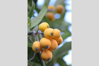 淡路島びわ狩り食べ放題