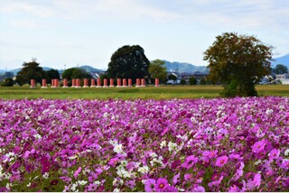 【2026年新世界遺産候補地を訪ねる】飛鳥・藤原の宮都