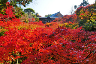 京都の紅葉ベストハイライト