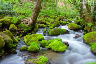 奥大山木谷沢渓流
