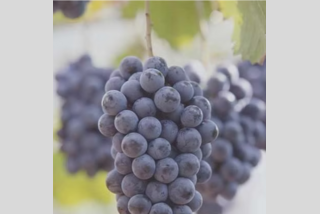 岡山ぶどう狩り食べ放題