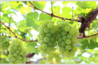 オマール海老と牛ロースステーキ付きフレンチフルコースランチ