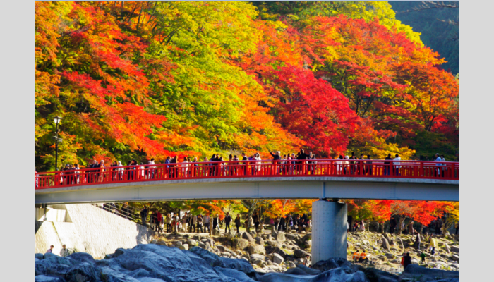 昼神温泉選べる名旅館      約4000本のもみじの大迫力!  東海一の大紅葉 香嵐渓と3つの紅葉狩り