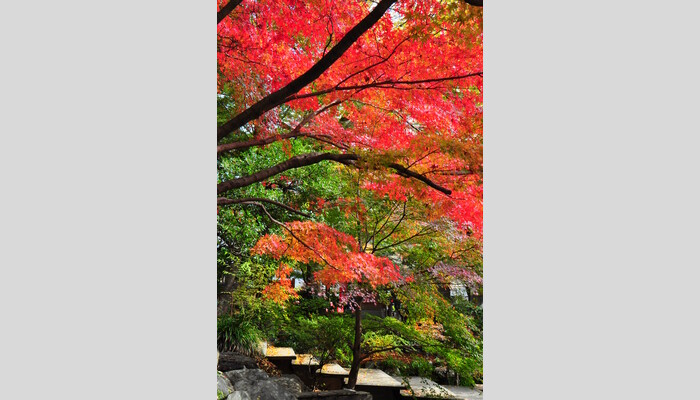 標高599m 紅葉の高尾山登山と 秋めく鎌倉ご散策