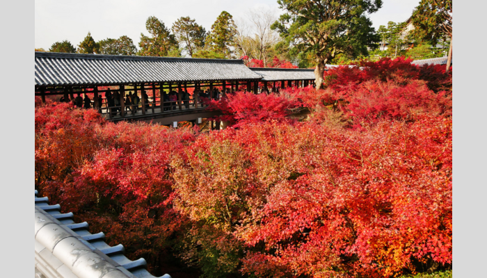 紅葉のひとり旅<バス席1人2席利用>2日間で9ヶ所を一気に巡る!雅な京の6大紅葉ベストハイライト