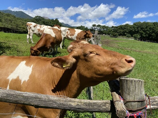 %E3%82%A4%E3%83%A1%E3%83%BC%E3%82%B8