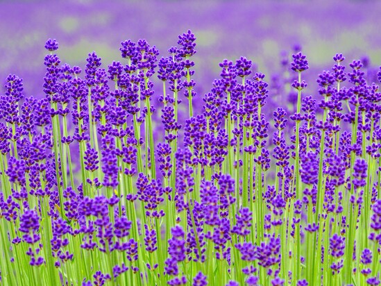 %E3%82%A4%E3%83%A1%E3%83%BC%E3%82%B8